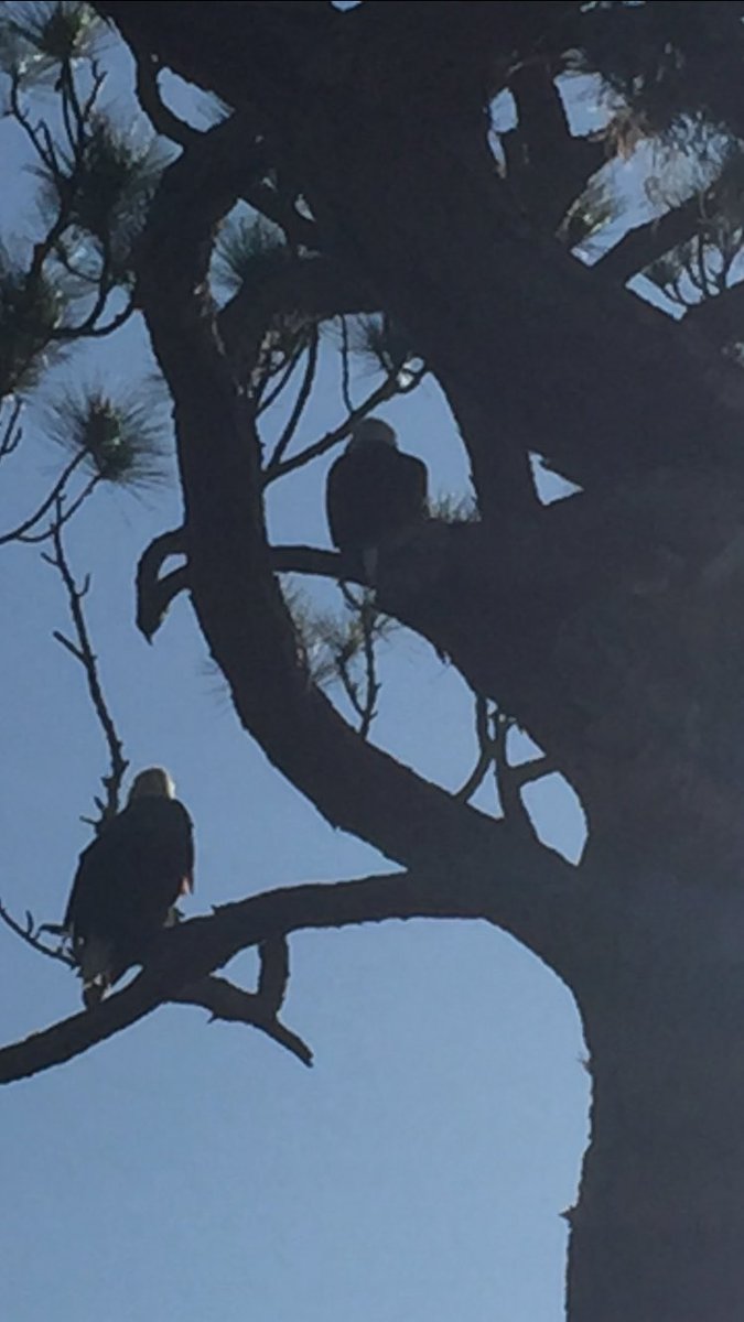 JimPrentice10's tweet image. The view from my deck in Florida Not sure if they are 6’apart!
