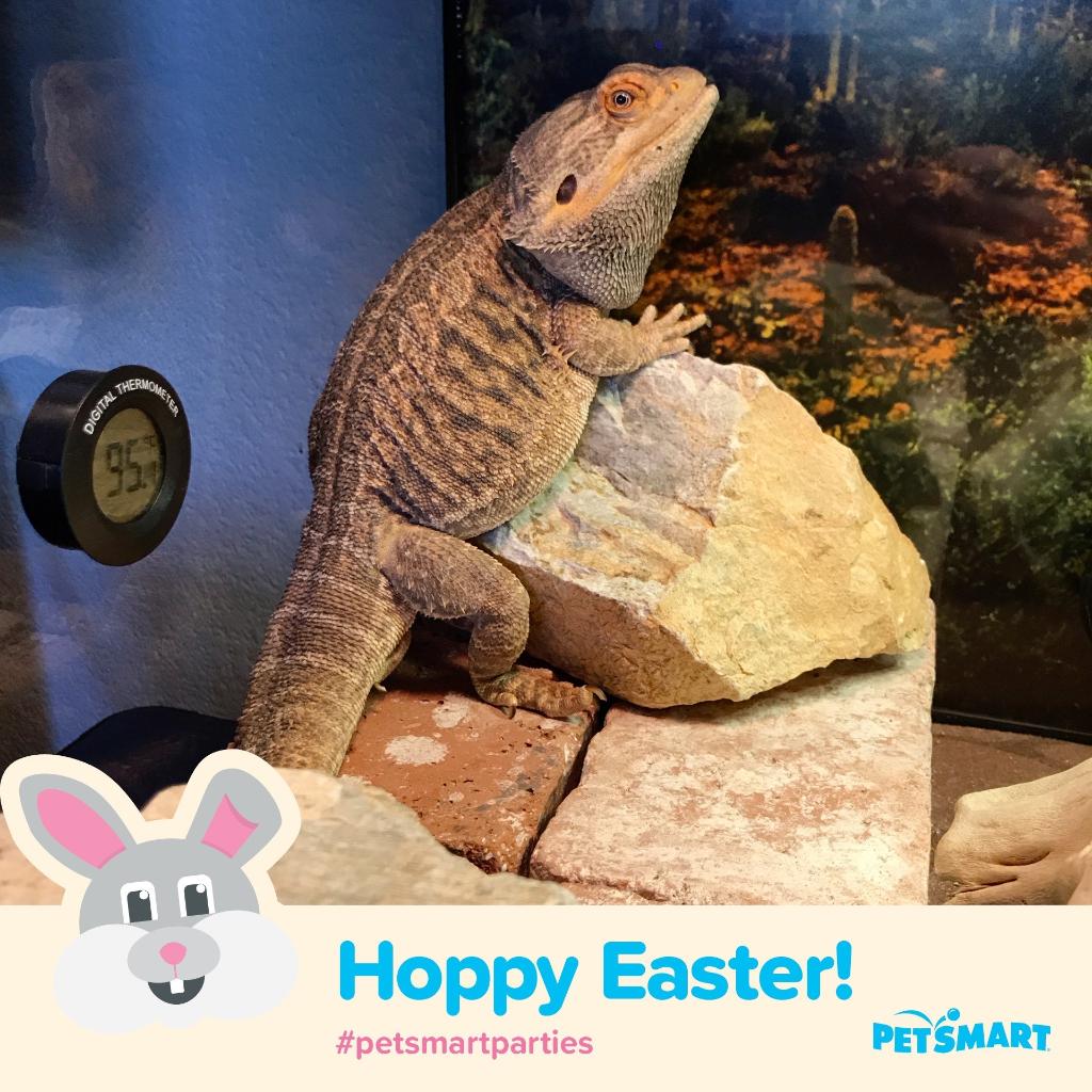 PetSmart's tweet photo. This weekend is hoppin’! 🐰 #petsmartparties https://t.co/3pelMpFYfe
