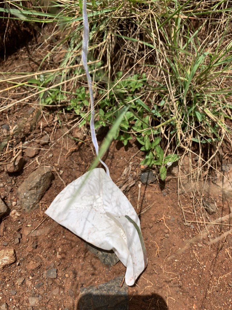 daktari1's tweet photo. This is the next brewing problem. Please please dispose the masks in a dustbin abeg!!! #COVID19 @MOH_Kenya https://t.co/S60qdLaSWa