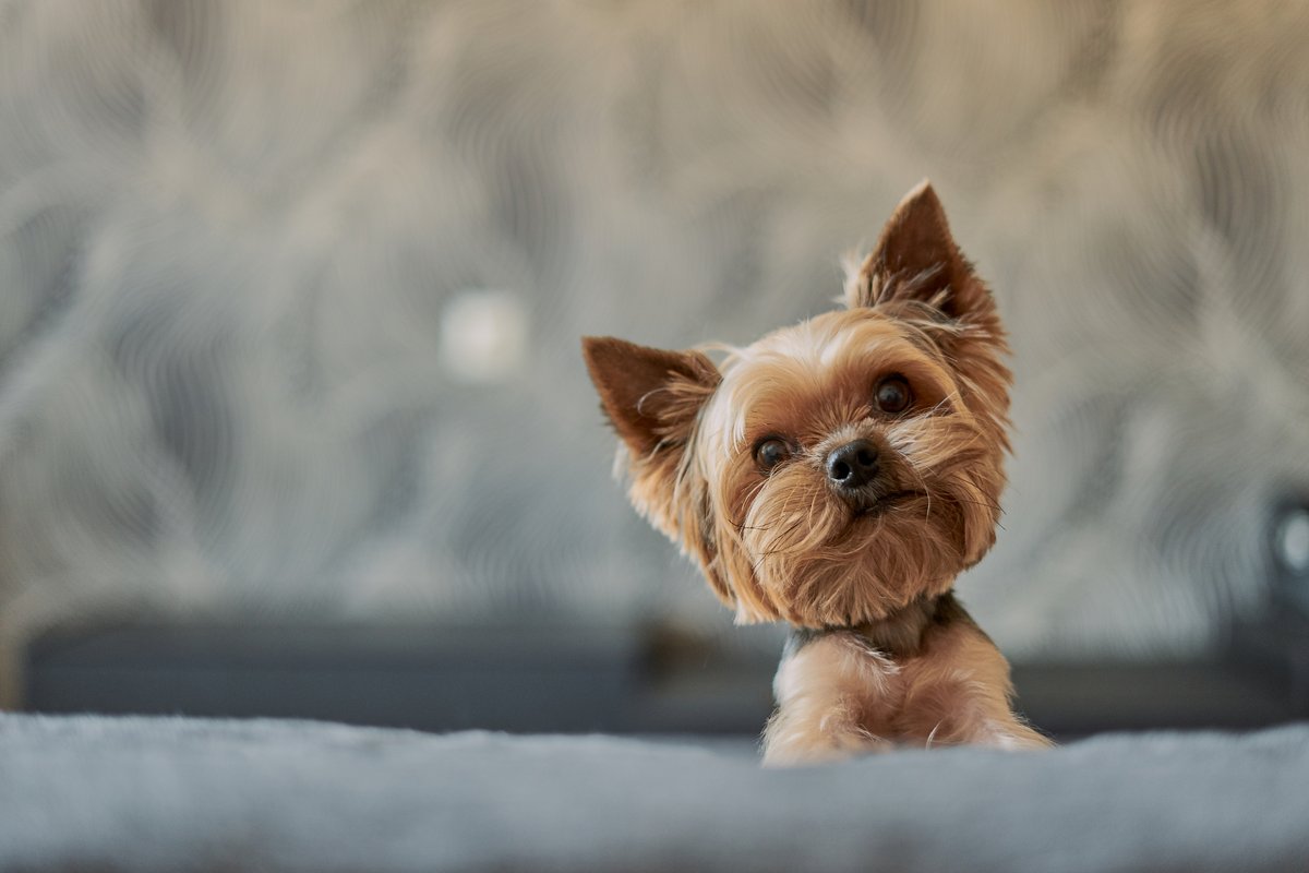 GalleryBthsda2's tweet photo. Did you know that today is National Pet Day? Give your furry companion some extra love! https://t.co/0eU9XuXgnf