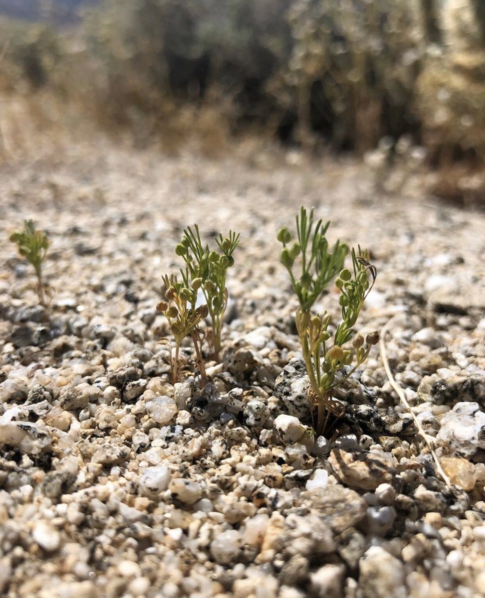 So Cal Botanists (@socalbot) on Twitter photo As a field botanist I see a lot of amazing things out there but am also often so busy I don’t have time to publicly share all of our findings, so during this time of quarantine I’m going to be going back though my files and try and post some of those unique species. As a field botanist I see a lot of amazing things out there but am also often so busy I don’t have time to publicly share all of our findings, so during this time of quarantine I’m going to be going back though my files and try and post some of those unique species.