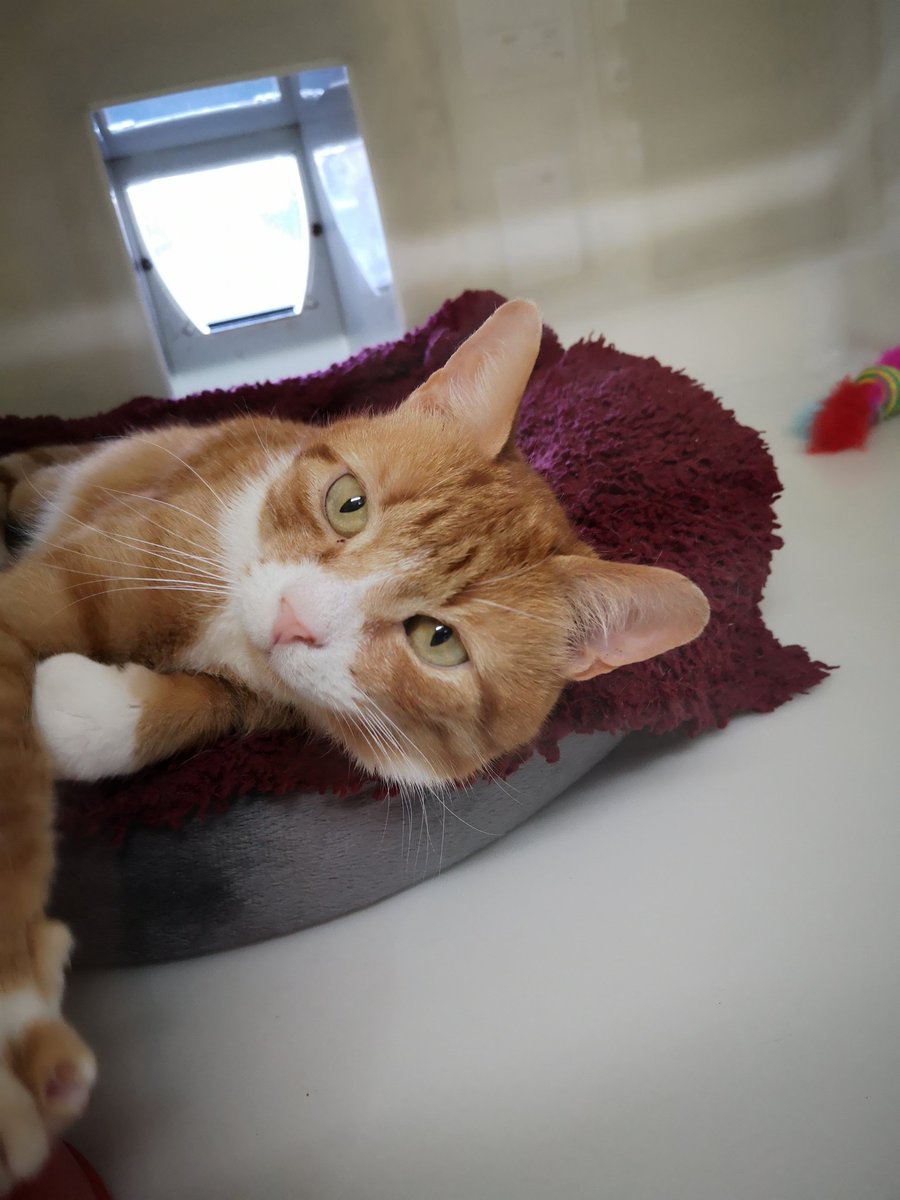 Happy Caturday everyone. Eddie is wishing that everything is staying safe by staying at home this Easter weekend! The sooner this is over the sooner he can find a home.
#StayHomeSaveLifes #HappyEaster #Caturday #CatsOfTwitter https://t.co/uvmFsPE8fb