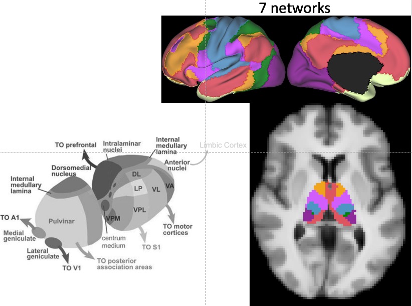 Here's a snapshot of the parcellation. One obvious observation is that the DMN spans the medial thalamus, ignoring thalamic nuclei boundaries, contrary to the cartoon model of the thalamus and the famous 2003 thalamic parcellation paper from  @behrenstimb using diffusion MR.