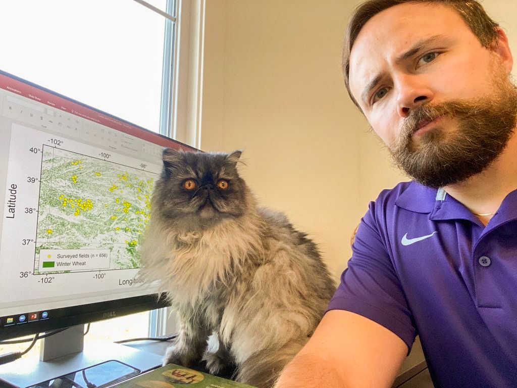 K-State Agronomy tweet media