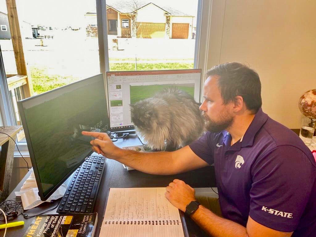 K-State Agronomy tweet media