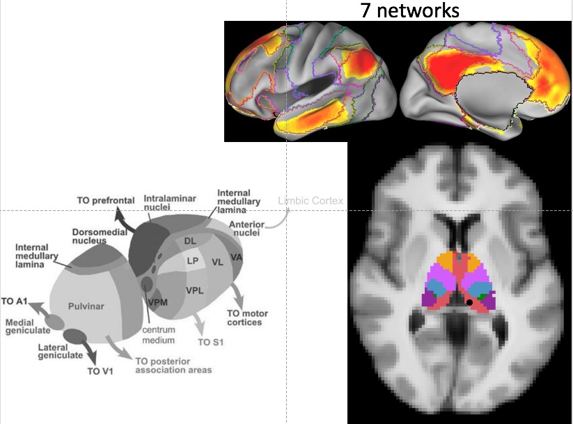 3/x A seed in the medial pulvinar does give a very clear cortical DMN functional connectivity map. So I started digging into the thalamus literature in the summer 2010. For those interested, you should check out the amazing 2-volume books by Ed Jones ( https://www.amazon.sg/Thalamus-2-Hardback-Set/dp/052185881X/ref=tmm_hrd_swatch_0?_encoding=UTF8&qid=1586618229&sr=8-1)