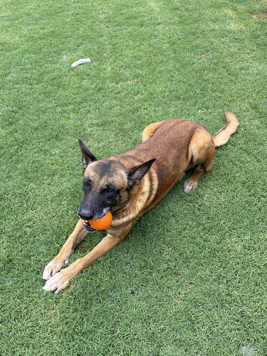 Meet Max, an 8-year-old Belgian Malinois and retired CBP K9 out of <a href="/iah/">Bush Airport</a>. During his career, Max found over 1,000lbs of marijuana, 65lbs of cocaine and 124lbs of meth. Max was adopted by his handler and now spends his days playing ball and lying in the sun. #NationalPetDay