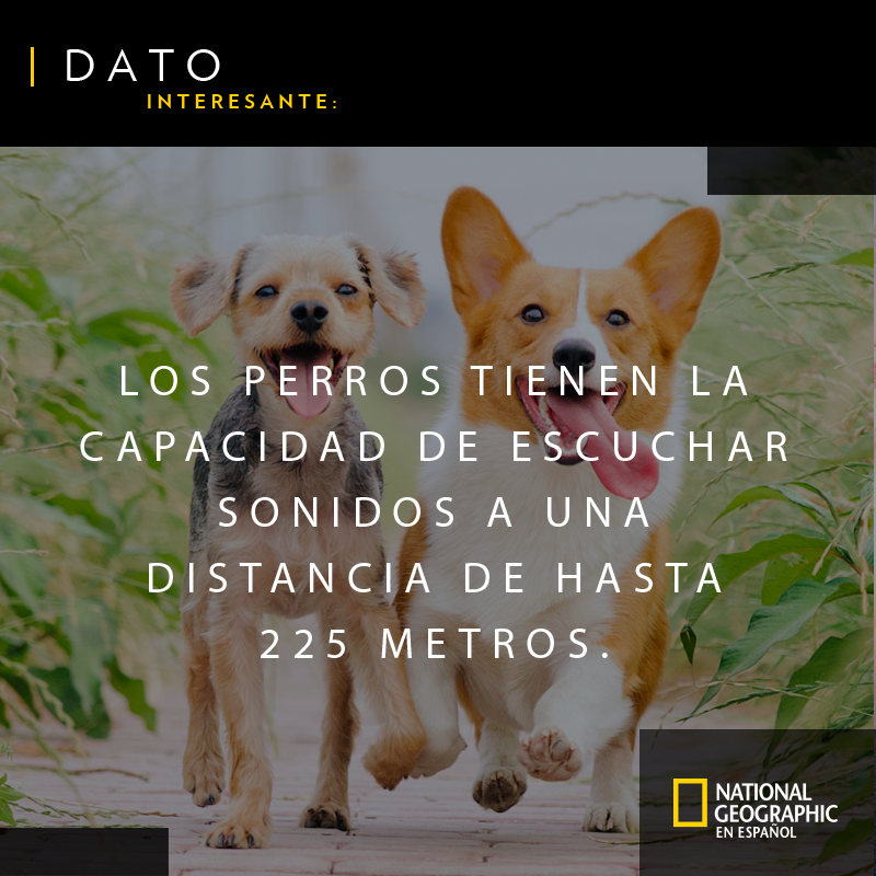 RevistaNatGeo's tweet photo. ¿Sabías este dato impresionante de los perros? #FelizSábado https://t.co/2Nn9xxGaeP