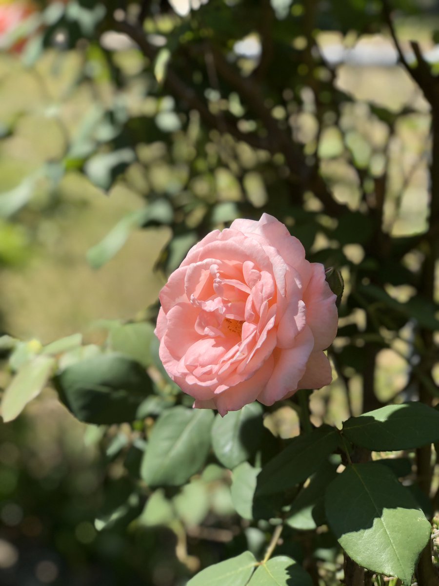TheFair_'s tweet photo. Quarantine Episode 1: name this plant/flower in my yard https://t.co/hXrcrZVrlw