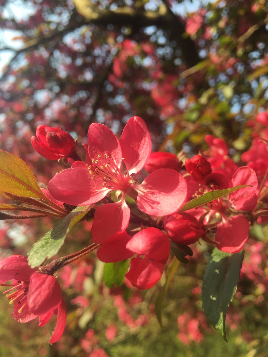 To help deliver compassionate care in  #Covid recommend check1) interests, hobbies, what they talk about usually 2) do they like quiet rooms or background noise e.g radio/tv on?The soothing effect often markedI’ve shared my garden when I’ve been less sure  @UHLsue_mason 1/5