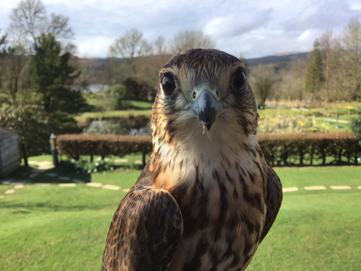 Kintailbop's tweet photo. Titch the Merlin enjoying the Easter sunshine, lovely to fly her in the warm and dry. #exploreargyll #myargyll #lochawefalconry #falconrylochawe #southlochaweside #thingstodoargyll #scottishbirdsofprey #merlinfalcon #lochawefalconryexperience #scotlandoutdooractivities https://t.co/5l8Y0sNFQu