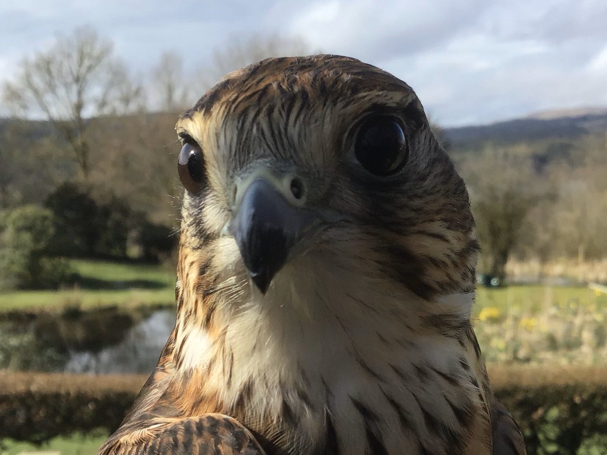 Kintailbop's tweet photo. Titch the Merlin enjoying the Easter sunshine, lovely to fly her in the warm and dry. #exploreargyll #myargyll #lochawefalconry #falconrylochawe #southlochaweside #thingstodoargyll #scottishbirdsofprey #merlinfalcon #lochawefalconryexperience #scotlandoutdooractivities https://t.co/5l8Y0sNFQu