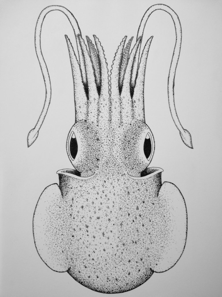 typeseriesart's tweet image. A beautiful new species of Sepioloidea!
10 hours of love right here ♥
#cephalopod #bobtail #squid #art #stippling