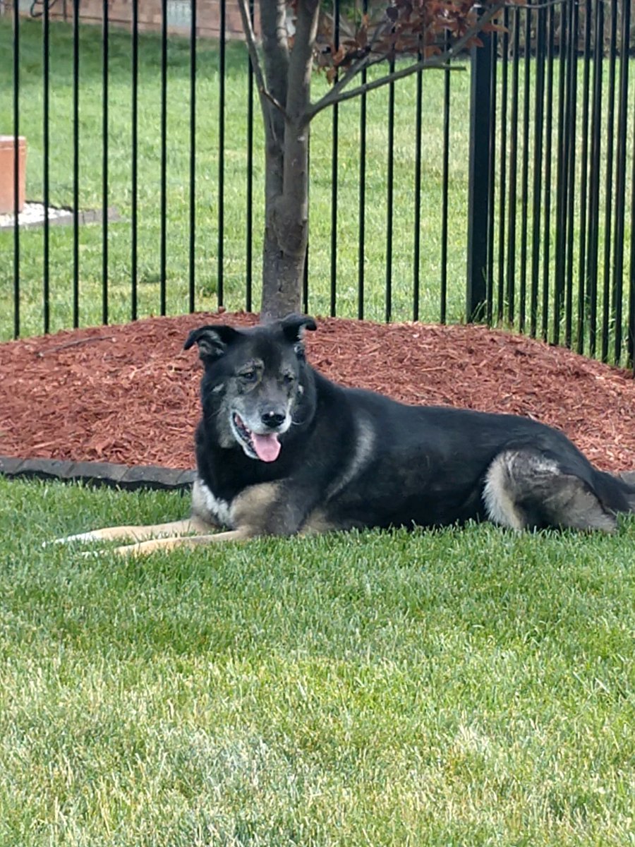 KeriBecker33's tweet photo. Hug your pet....some more. #NationalPetDay #TheConman❤️ https://t.co/wd4e5DCv2l