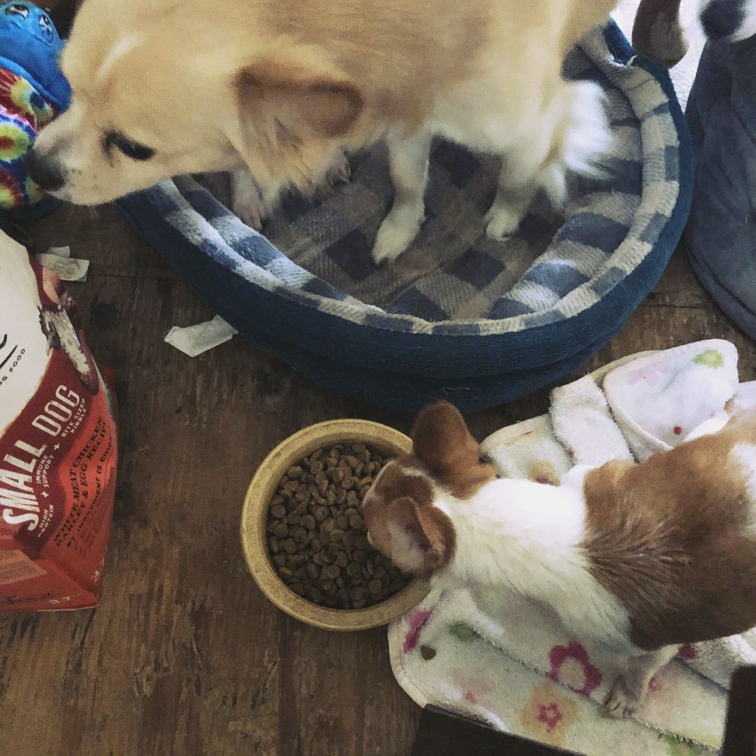 Beyond Small Dog Dog food is chihuahua approved. #voxbox #purinavoxbox #purina #smalldoglove influenster.com/deeplink/photo…