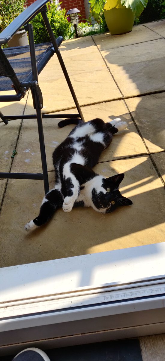 RubyRascalW's tweet photo. Rascal chilling in the shade! #CatsOfTwitter #lockdownuk #IsolationLife #sunshine #SaturdayMotivation #Caturday https://t.co/e0M5gVUiN0
