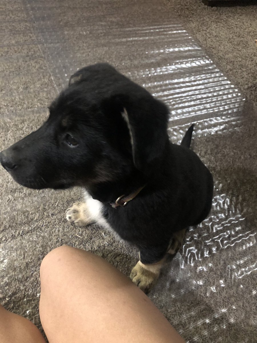 jmxs_'s tweet photo. ten weeks ➡️ twenty four weeks 😭🥺💗
he was sucha smol pup. https://t.co/s1oPKgHWmO