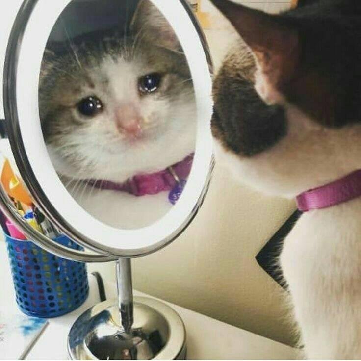 ⸙ • Random Memes ғᴇᴇʟ ғʀᴇᴇ ᴛᴏ ʀᴇᴘʟʏ ʏᴏᴜʀ ᴍᴇᴍᴇs ᴀғᴛᴇʀ ᴛʜɪs ᴛʜʀᴇᴀᴅ!