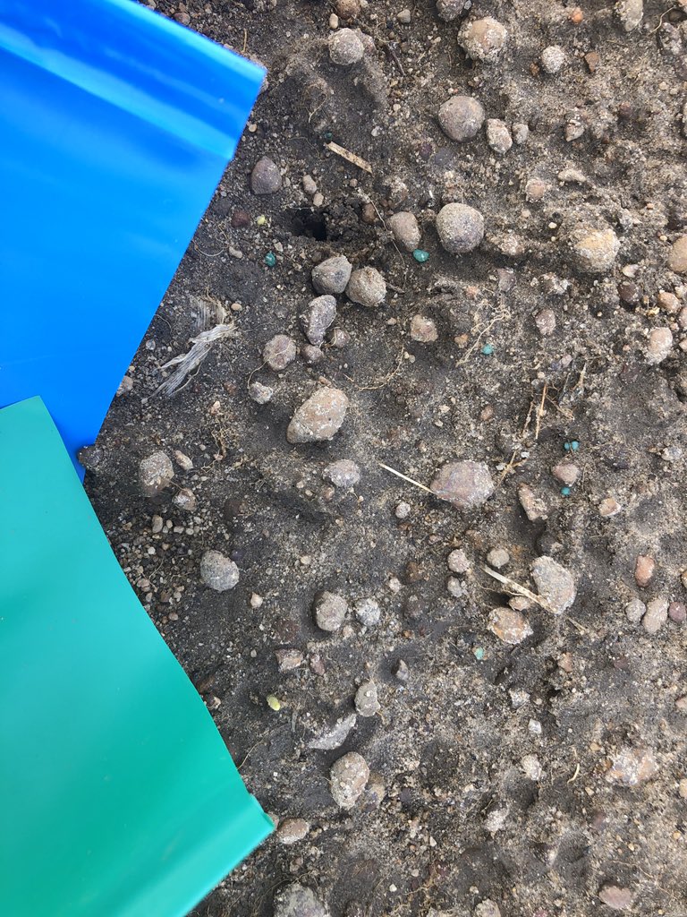 Flag testing emergence , first 12 hours, green last night, blue this morning