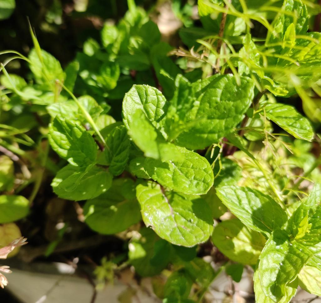 rahulsimpact's tweet photo. Okay here is a quiz #KnowNature
Guess this plant?
Hint : Easy hai hint kya karna 😂 https://t.co/Nnl7z8HP0H