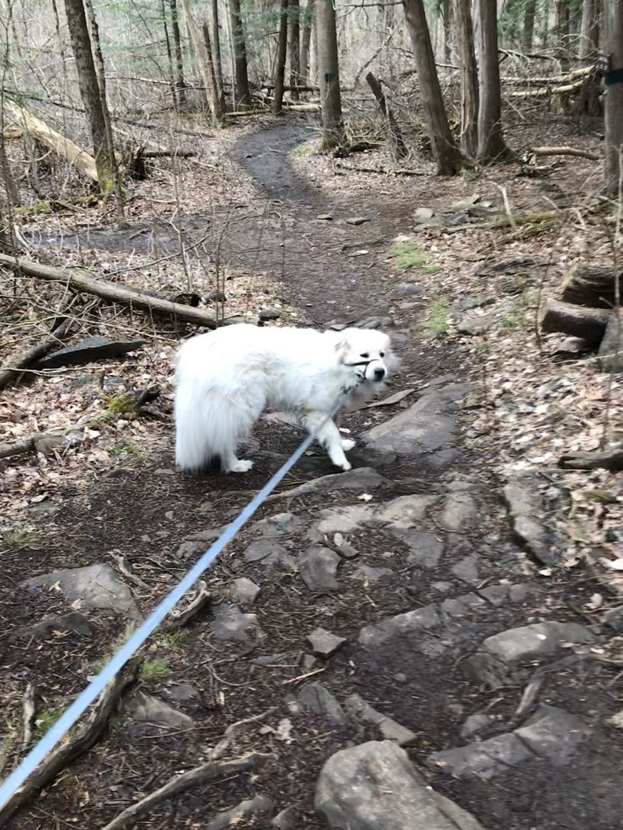 Silverlining1's tweet photo. 💕 2.5 mile hike at one of my happy places with my mountain pup 💕 https://t.co/S5LiWZFBQy