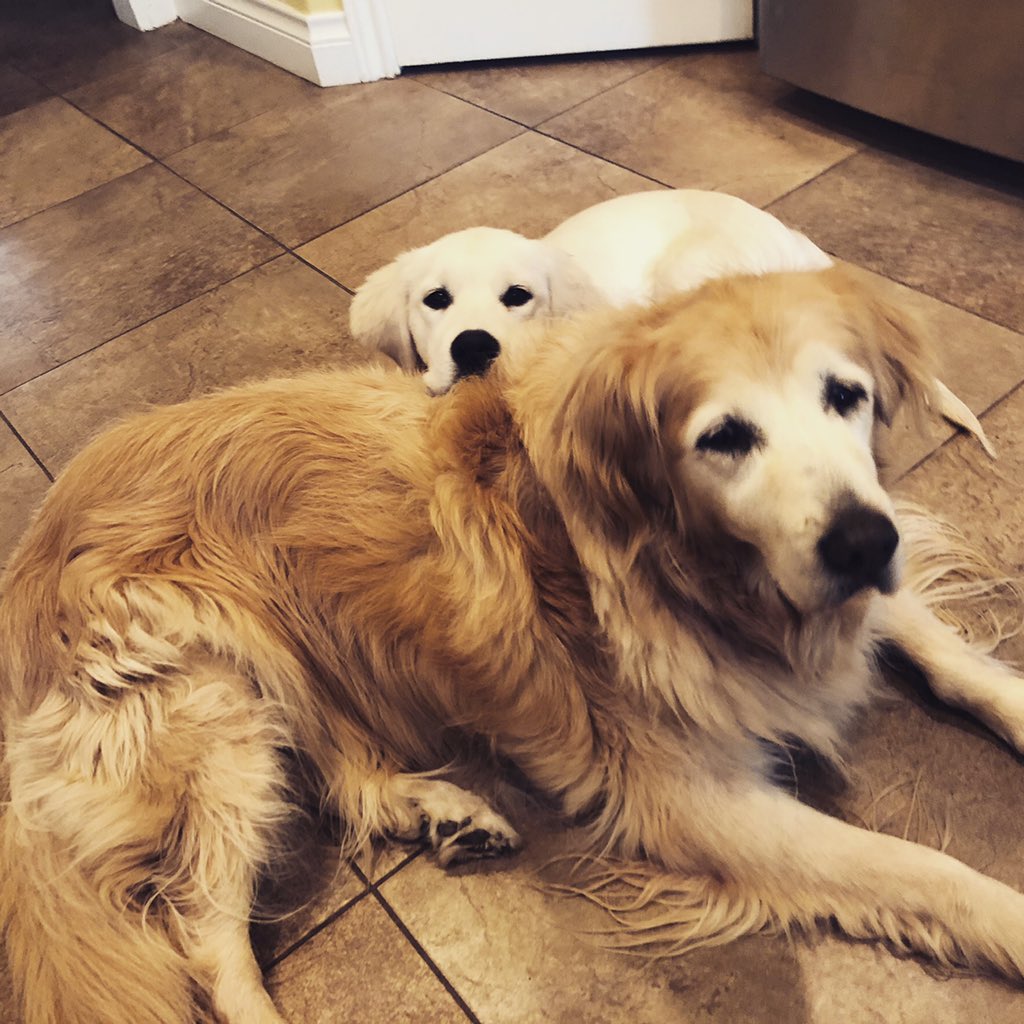 It's #NationalPetDay! Here's a picture of my personal goldens (Maddie and Annie) to bring a little gold to your TL 💛