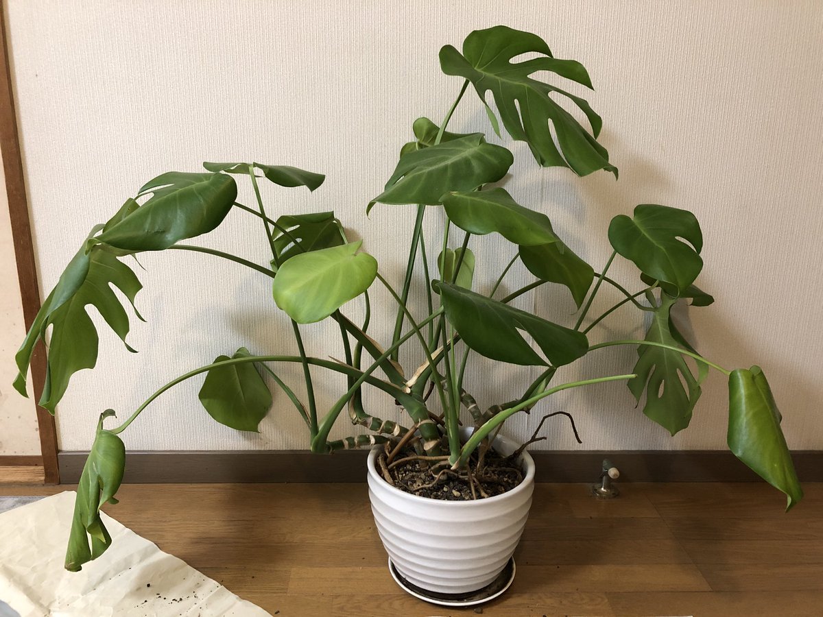 あまね チョコ眠党 モンステラ達が育ちすぎて凄いことになってて何年も前からずっと切り戻ししてあげなきゃなぁ と思いつつ日々の仕事と生活で忙しくて放ったらかし 何年越し ってくらい放置してたけど 今日やっと切り戻ししてあげられた あまね チョコ眠党 モンステラ達が育ちすぎて凄いことになってて何年も前からずっと切り戻ししてあげなきゃなぁ と思いつつ日々の仕事と生活で忙しくて放ったらかし 何年越し ってくらい放置してたけど 今日やっと切り戻ししてあげられた