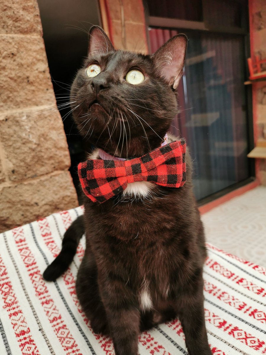 rabazmail's tweet photo. Funniest Cats ever https://t.co/jyROHgtd0m #SaturdayMorning #ZSHQ #cats #CatsOfTwitter #CatsOnTwitter #catslife #cats #blackcats #neko #CatsOfTheQuarantine #OPENAMERICANOW #MakesMeHotAF #sexysaturday #catsofquarantine https://t.co/m4I4ojB1YS