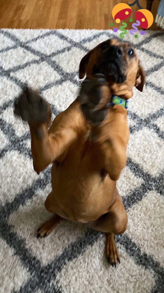 ScottsHusband's tweet photo. @dodo #NationalPetDay #HarVee https://t.co/wOZKpFjBsG