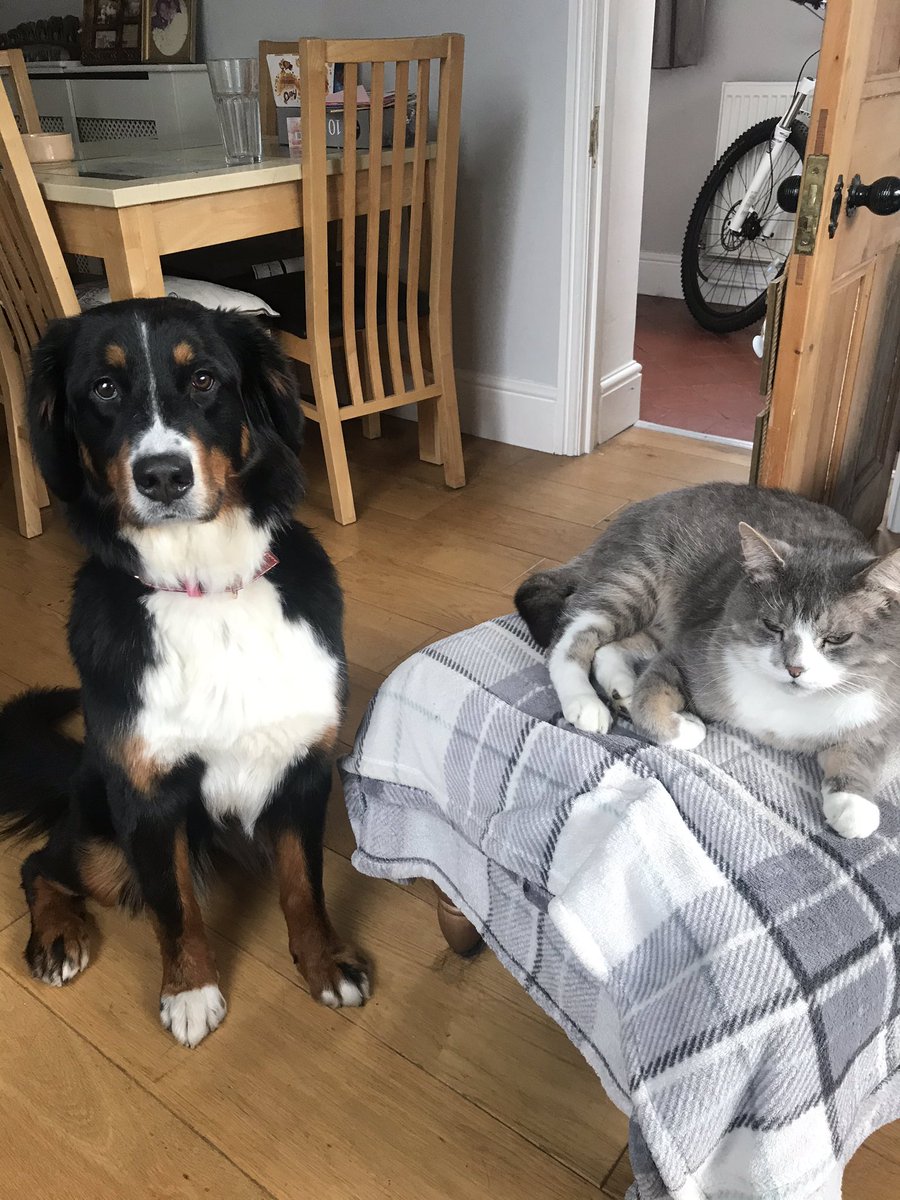 Jozanda's tweet photo. @HarrisPreston Here are my two Jessie 🐕 and Alfie 🐈 for #NationalPetsDay #nationalpetday https://t.co/mxAvPVNGcq