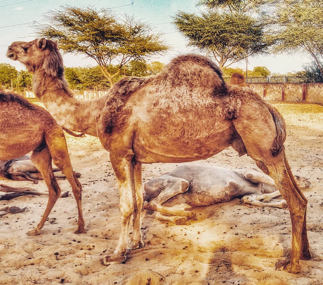vjain8507's tweet photo. ~ Astounding Desert Beauty At National Research Centre on Camel, Bikaner ~

#latepost #throwback #2020 #nrcc #national #research #centre #camel #bikaner #rajasthan #india #rajasthantravel #solotravel #instagram #instagrampost #vishal #jain

https://t.co/Moyv6LlIYN https://t.co/jnW5gXScSJ