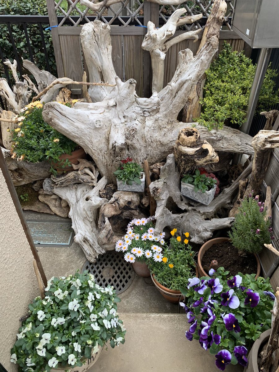 流木展示販売店 武蔵野 Tanusuke0701 Twitter