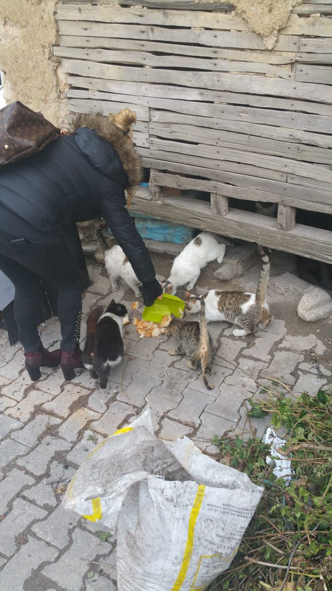 MinePusatt's tweet photo. #sokagacikma #Kütahya ’nın #Şaphane ilçesinde yaşamaktayız. Annem bütün vaktini neredeyse ilçenin bütün hayvanlarına #mama tedariği sağlayıp ve onları beslemekle geçiriyor. Tek başına gönüllü olduğu bu konuda malesef belediye ve ilçe halkından yardım alamıyor. Hayvanlar ac🙄 https://t.co/bXtrLyE1A4