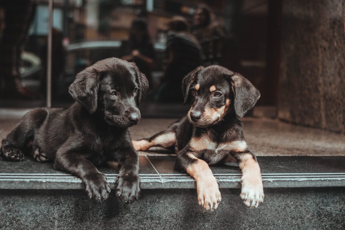 Buenas tardes! Él es Duke y su hermano Teddy. Ambos están en adopción 💜 son muy bellos, van a ser tamaño grande, tienen unos tres meses y medio.  Están esperando un hogar con mucho amor. Asique si pueden porfa compartir, duke y teddy se los agradecerian ❤🐶