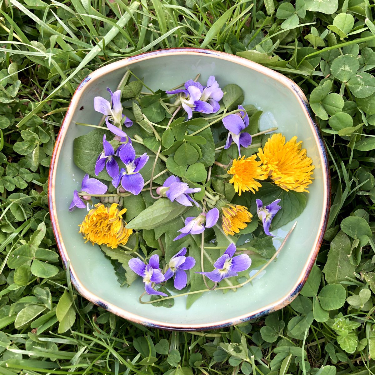 PhoenixGallery1's tweet photo. Happy Easter! One of our staff members, Kearston, made a special treat for her Easter bunny, Oliver. The wild violet, dandelion and clover salad is served in one of our HeartMoss Pottery square bowls. https://t.co/dT7SisZDFE