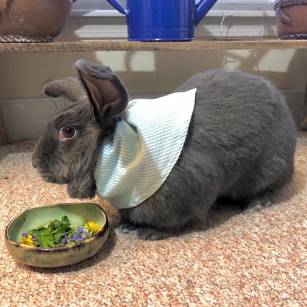 PhoenixGallery1's tweet photo. Happy Easter! One of our staff members, Kearston, made a special treat for her Easter bunny, Oliver. The wild violet, dandelion and clover salad is served in one of our HeartMoss Pottery square bowls. https://t.co/dT7SisZDFE