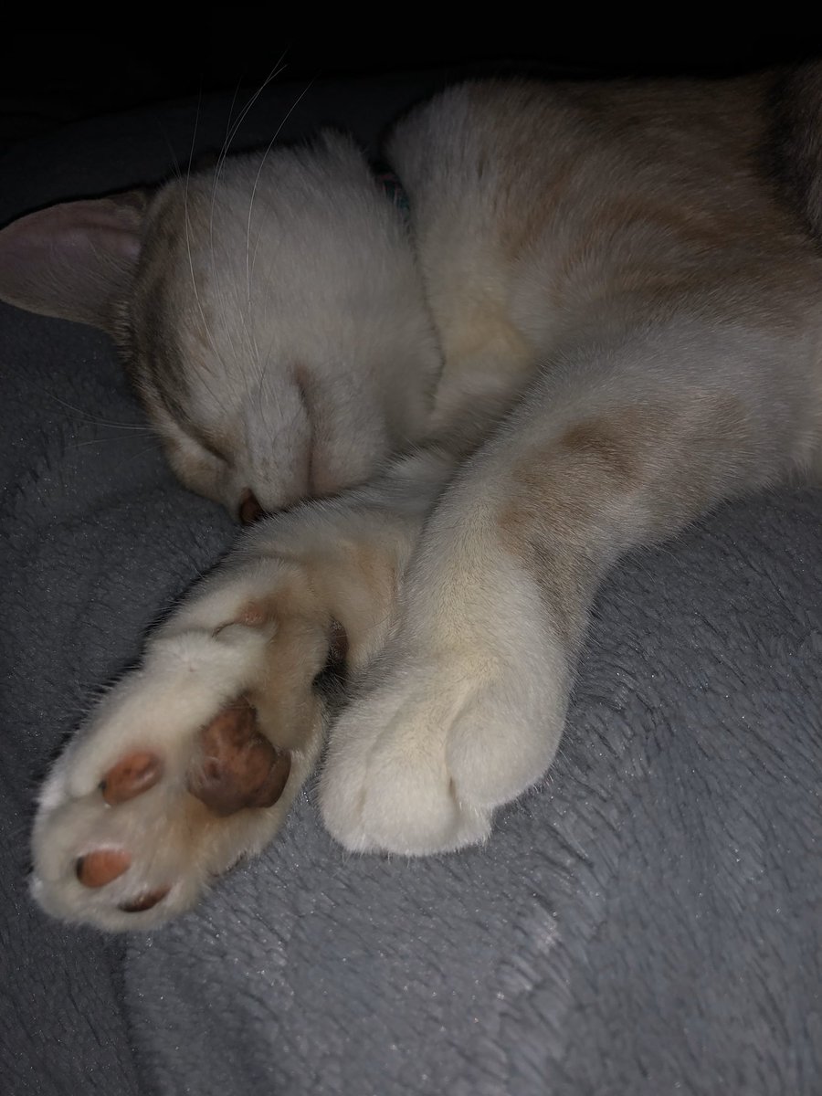 aubgregor's tweet photo. @darinbilliter She misses you too 🥺 here’s some pics until we see you again 🤍 https://t.co/nBsyeuHBaU