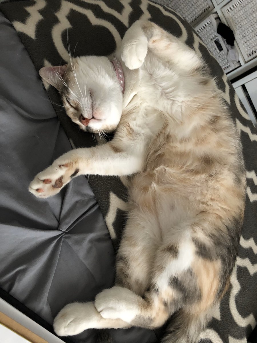 aubgregor's tweet photo. @darinbilliter She misses you too 🥺 here’s some pics until we see you again 🤍 https://t.co/nBsyeuHBaU