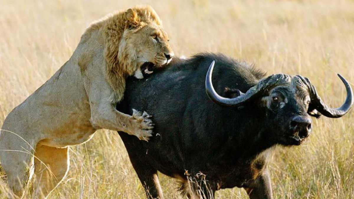 AuthorCConrad's tweet photo. Many Christians are using the wrong tools, thinking it's okay as long as "our side wins." It's not just winning; it's not survival-of-the-fittest; it's using love that wins as Christians. https://t.co/rNG4whWdUd https://t.co/eCcpAKjYRb