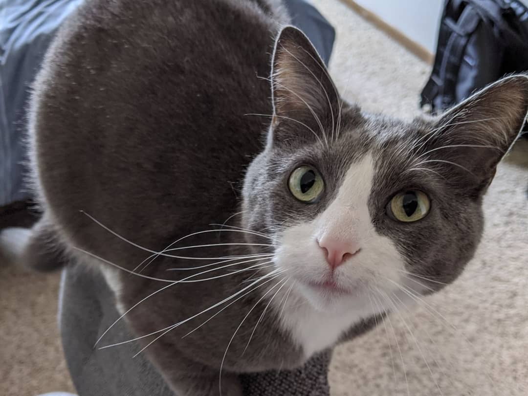 InsideGeotab's tweet photo. There is no such thing as too many pet photos, right? Please enjoy some more of our #Geotabbers' furry friends.
#NationalPetDay #GeotabGOesRemote #GeotabLife https://t.co/vf96jrdpok
