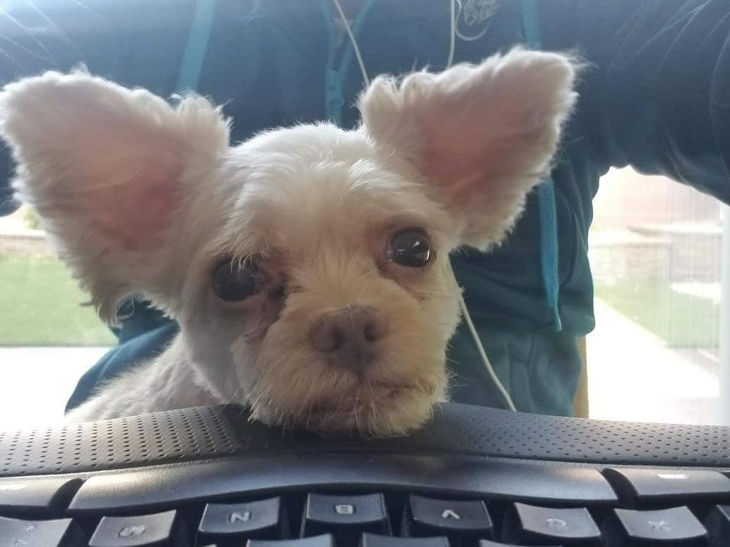 InsideGeotab's tweet photo. There is no such thing as too many pet photos, right? Please enjoy some more of our #Geotabbers' furry friends.
#NationalPetDay #GeotabGOesRemote #GeotabLife https://t.co/vf96jrdpok
