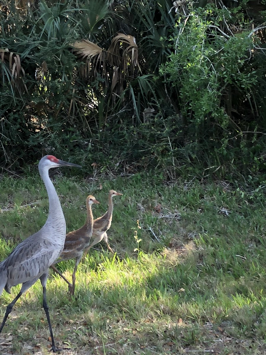 Sandhill crane with twins.
