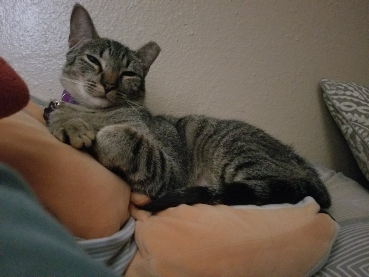 kinaesthetique's tweet photo. it is my duty to inform you that lena has a favorite stuffed animal (which is also my favorite stuffed animal) and she has taken up residence on it https://t.co/Ed27lAMWWA