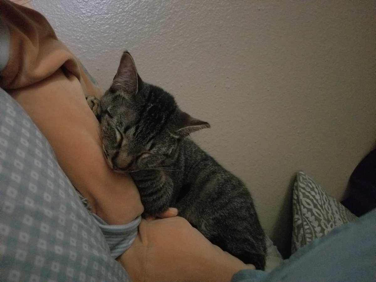 kinaesthetique's tweet photo. it is my duty to inform you that lena has a favorite stuffed animal (which is also my favorite stuffed animal) and she has taken up residence on it https://t.co/Ed27lAMWWA