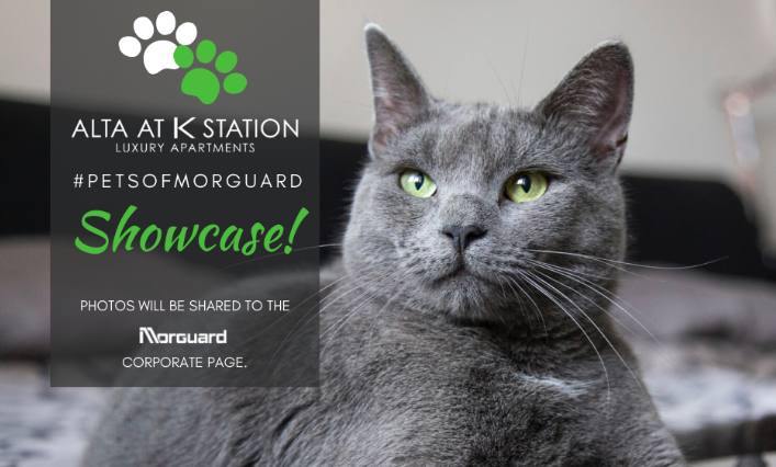 AltaKStation's tweet photo. It's #NationalPetDay! 🐾 Let's see what cute companions have been keeping you company at #AltaK. Share your #PetDay photos with us and tell us a little about them! What breed are they? Do they have a favorite toy? 🐶

Let's see them! Start a thread. 👇 #PetsofMorguard https://t.co/5WSq1c2N5u