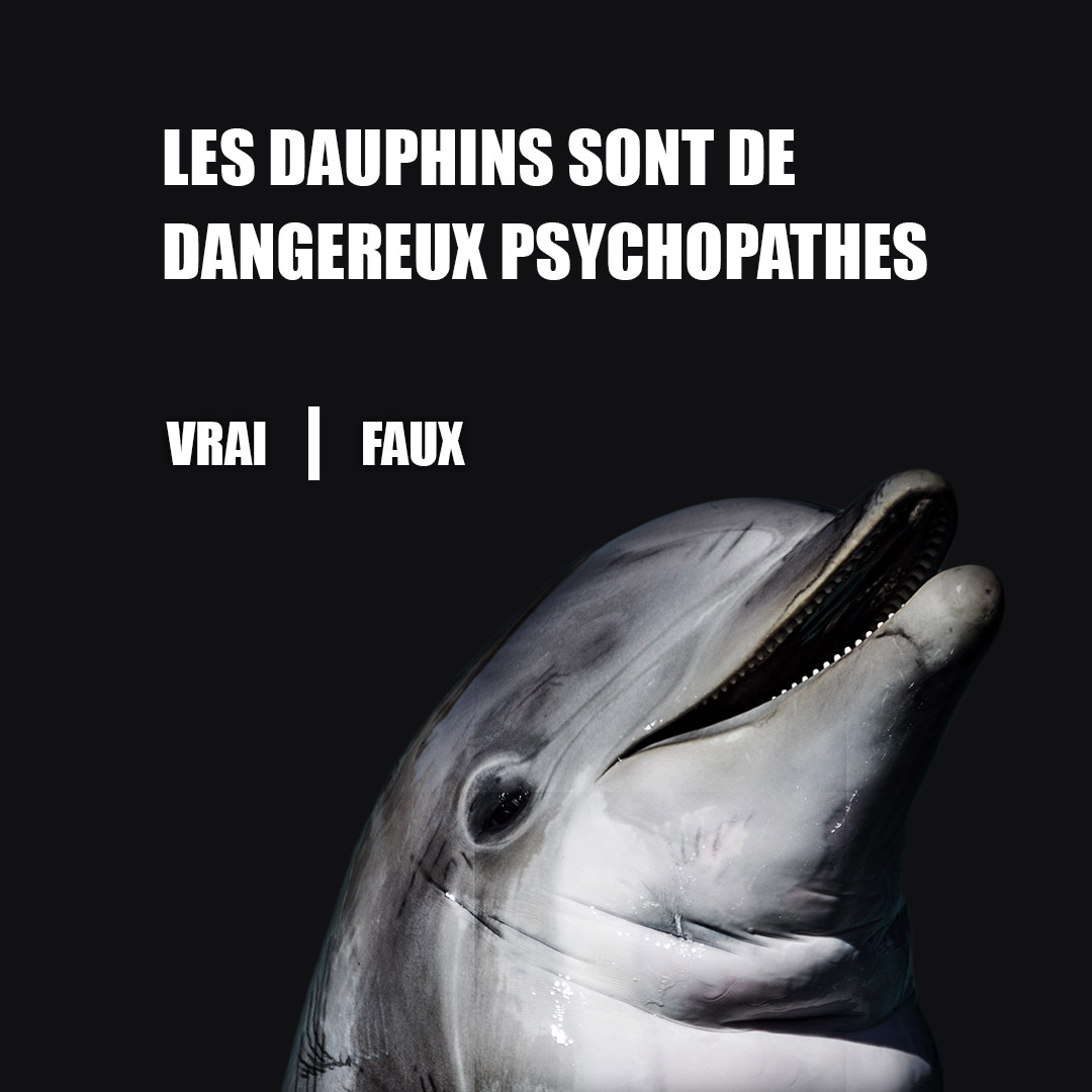 StringTheoryFR's tweet photo. ✅ Vrai ou Faux ? 😱 🐬
Tiens cela nous rappellerait pas les paroles d'une chanson connue ?
#Dauphins #stringtheory #science #sea #ocean #Dolphin #aquatics #underwater #undersurface #beautiful #WildLife #Orelsan https://t.co/2snDpjeHwh