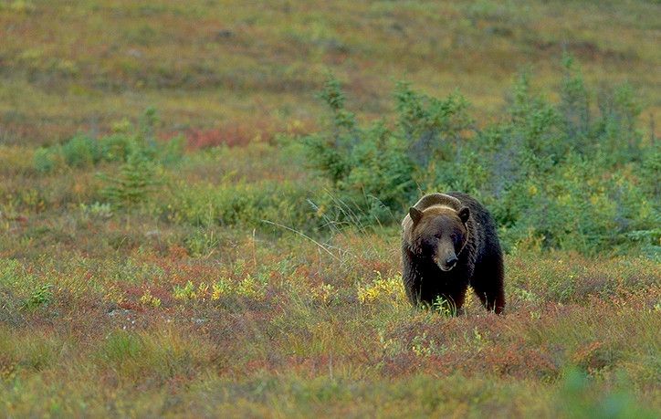 VoiceofWLA's tweet photo. Waterton Biosphere Reserve’s Carnivores and Communities Program demonstrates the power of collaboration between landowners, wildlife managers, and agencies when it comes to ranching with grizzly bears. #workingwild https://t.co/L7JSj3auHE via @louwertz https://t.co/K1lxitXBuA