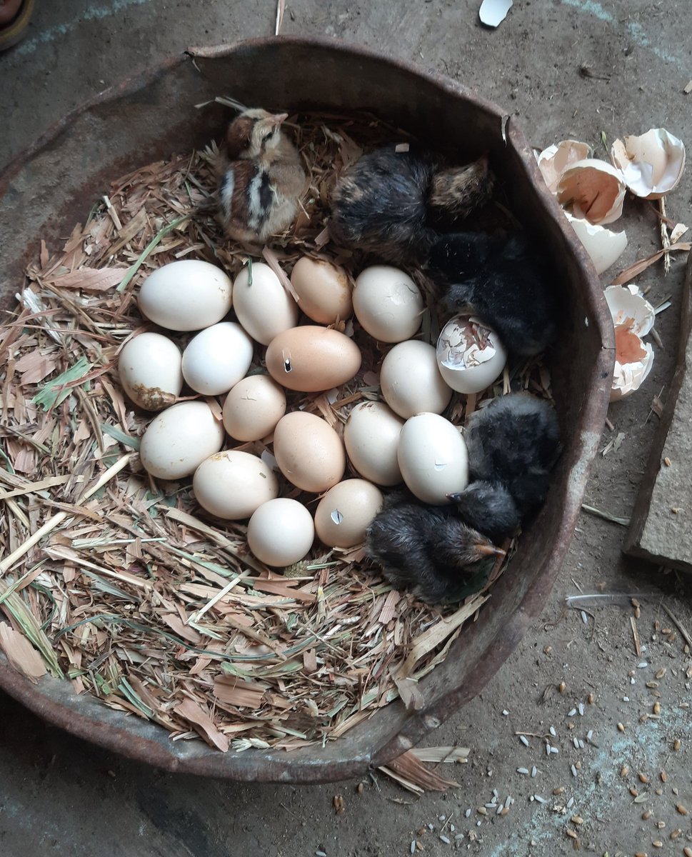 GaneshNanekar3's tweet photo. #MyBestFarmClick
सकाळी दोन आणि दुपार पर्यत चार असे एकूण सहा पिल्ले अंड्या बाहेर आलेत. https://t.co/kdGgG5v331