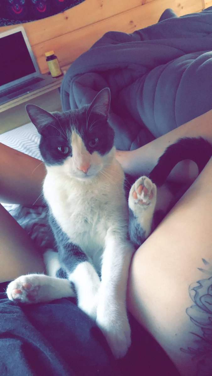 raelee_perry's tweet photo. It’s #caturday and we are finding creative ways to annoy each other https://t.co/GHL0rkY7Fm