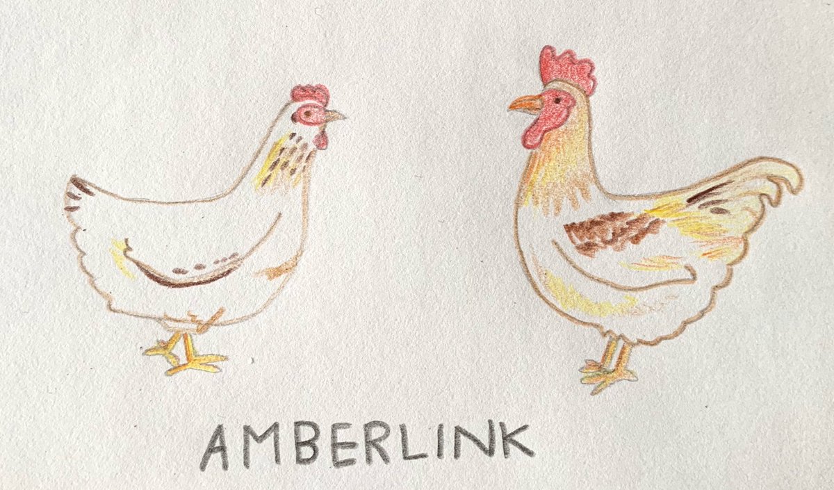 We recently raised up some amberlinks and their plumage is beautiful and so variant!!!